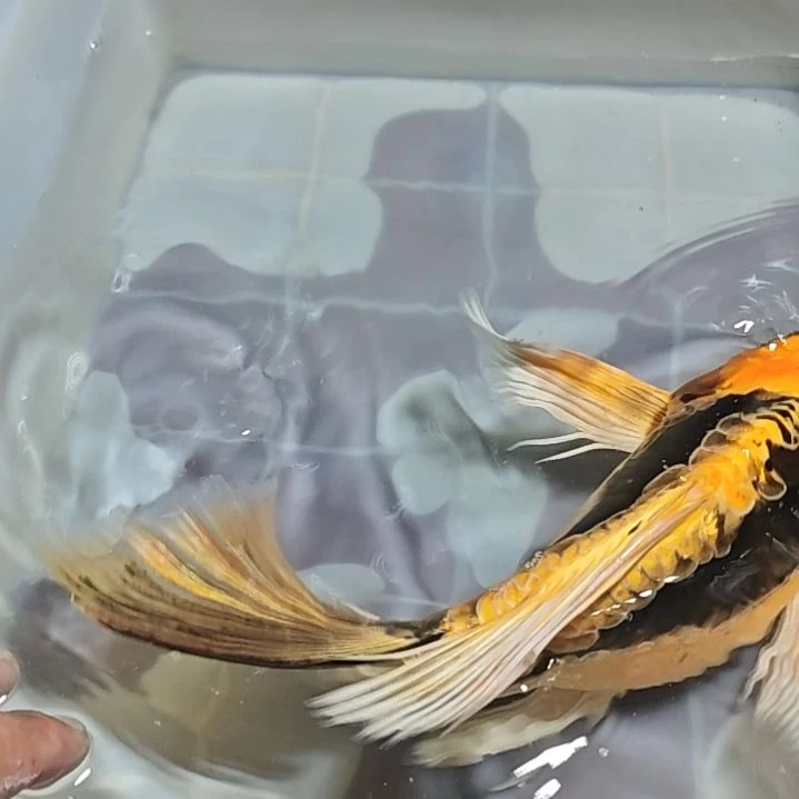 海水淡水养殖基地