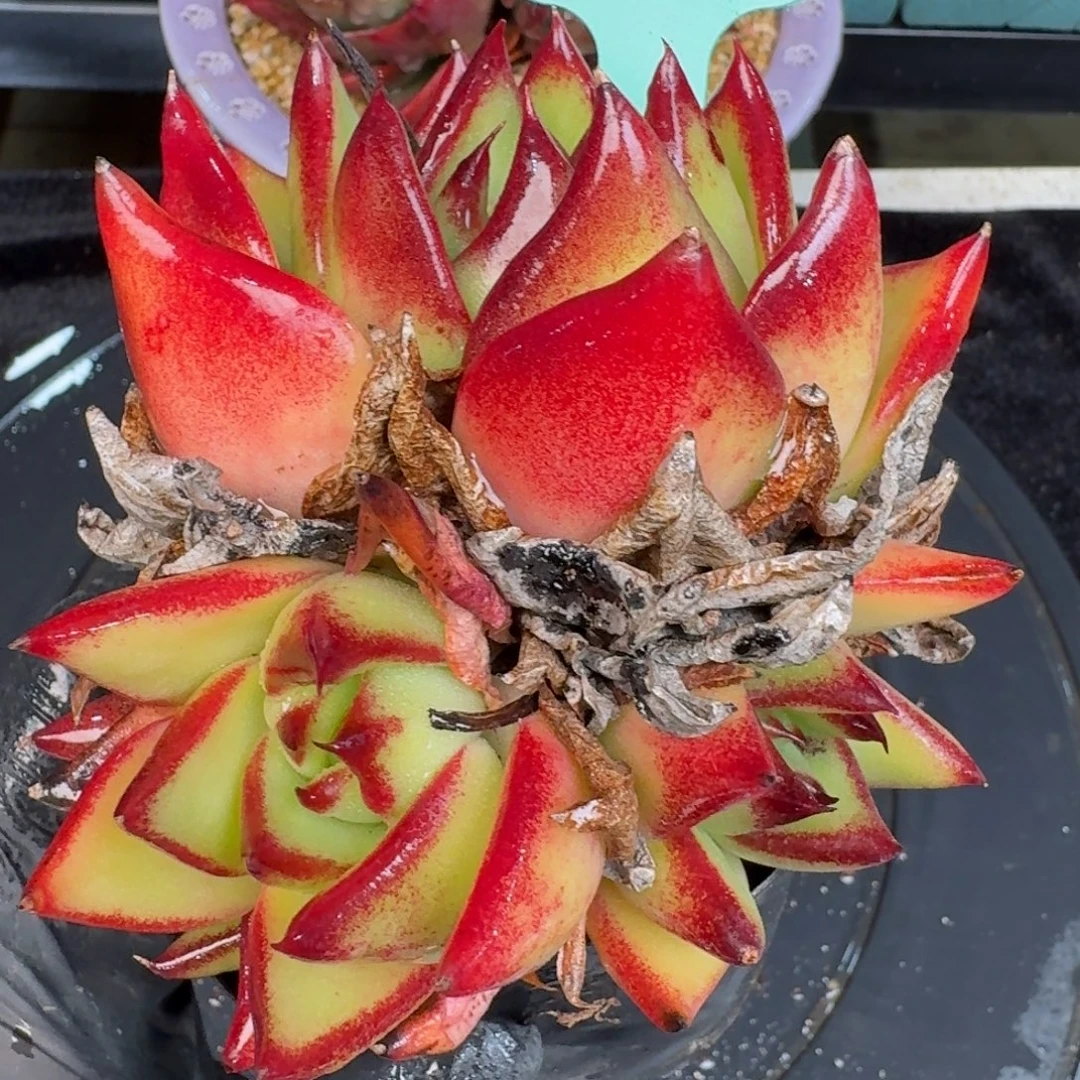 从前慢多肉精选编号1227.138