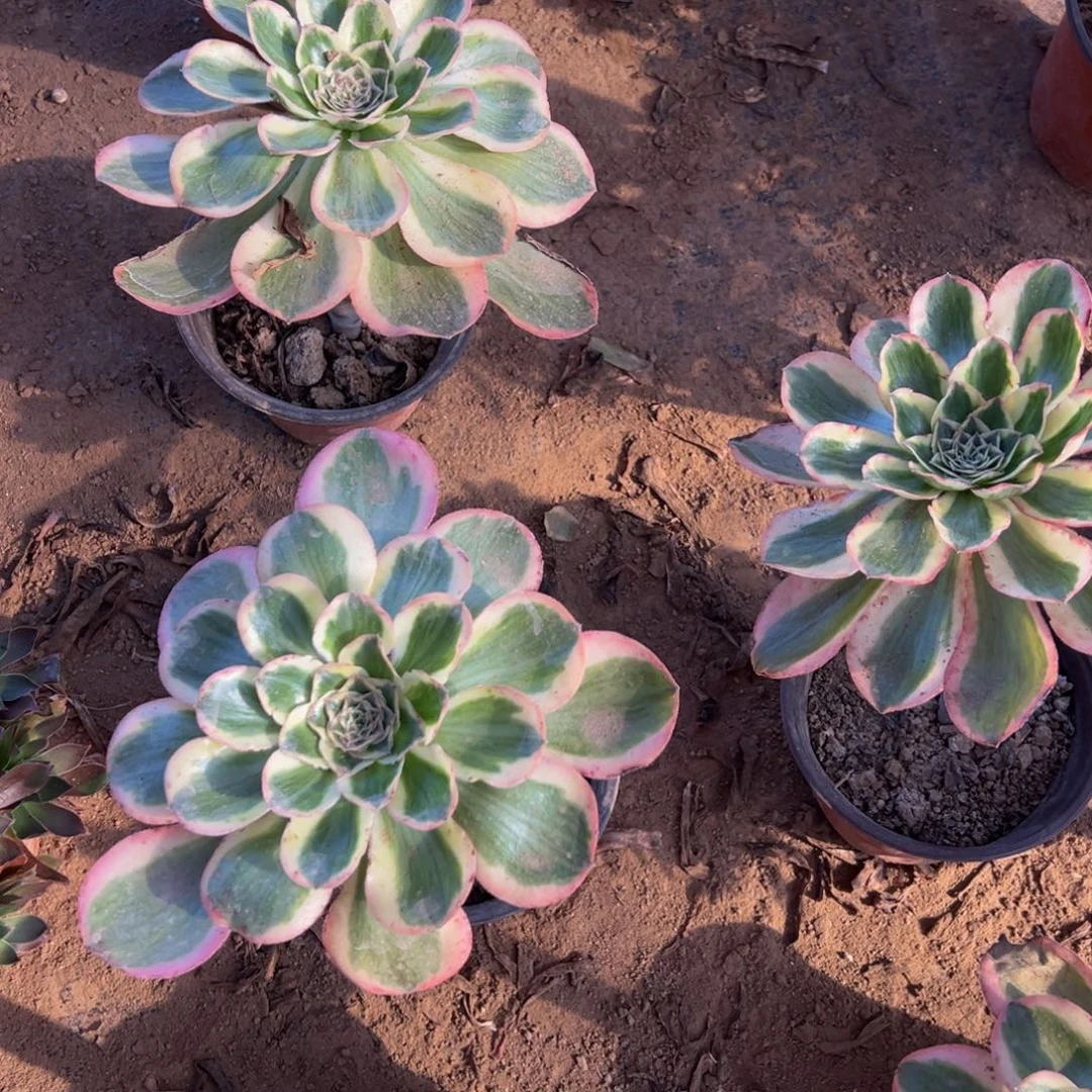 燕姿锦9.9多肉植物