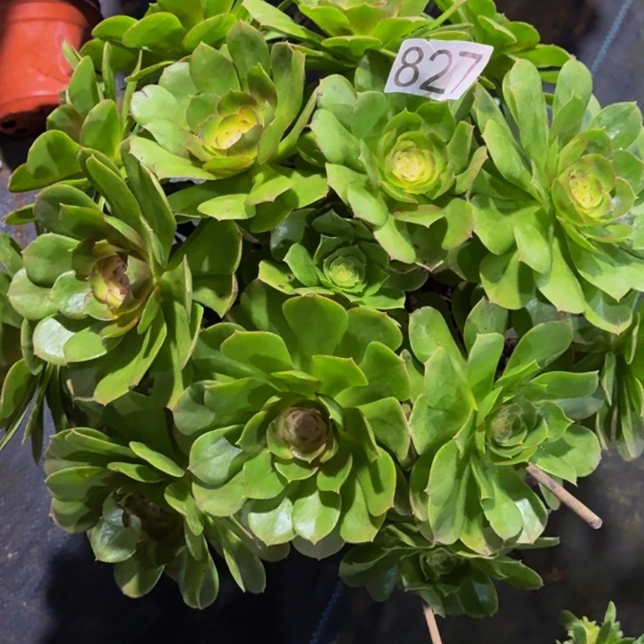 0000000000827圣罗兰