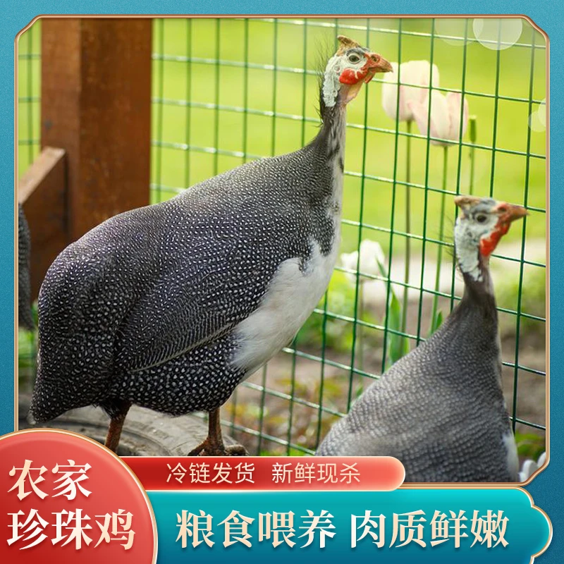 农场新鲜散养珍珠走地鸡散养300天以上整只新鲜肉质鲜嫩农场直发