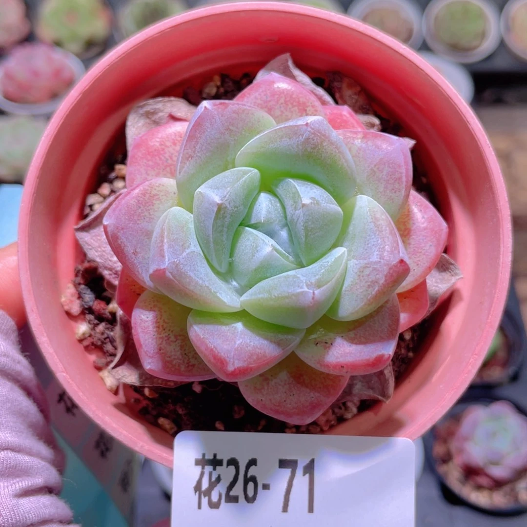 花利美26-71冰玉单头