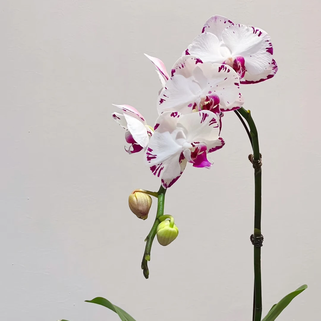 渟叙【黑闪电】3.5寸 带花全花发货花卉阳台植物清新网红绿植