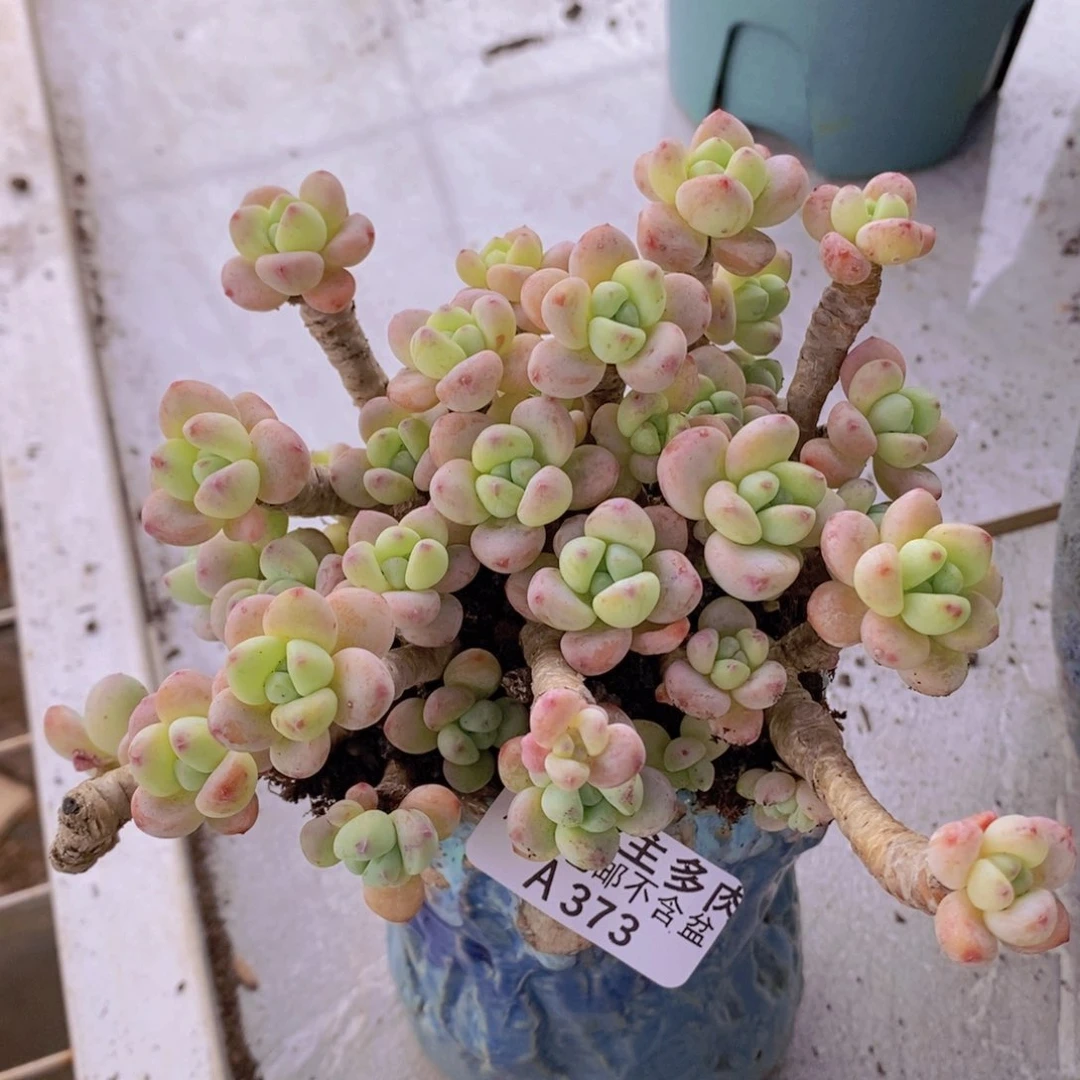 樱花罗琦老桩有砍12cm373多肉植物