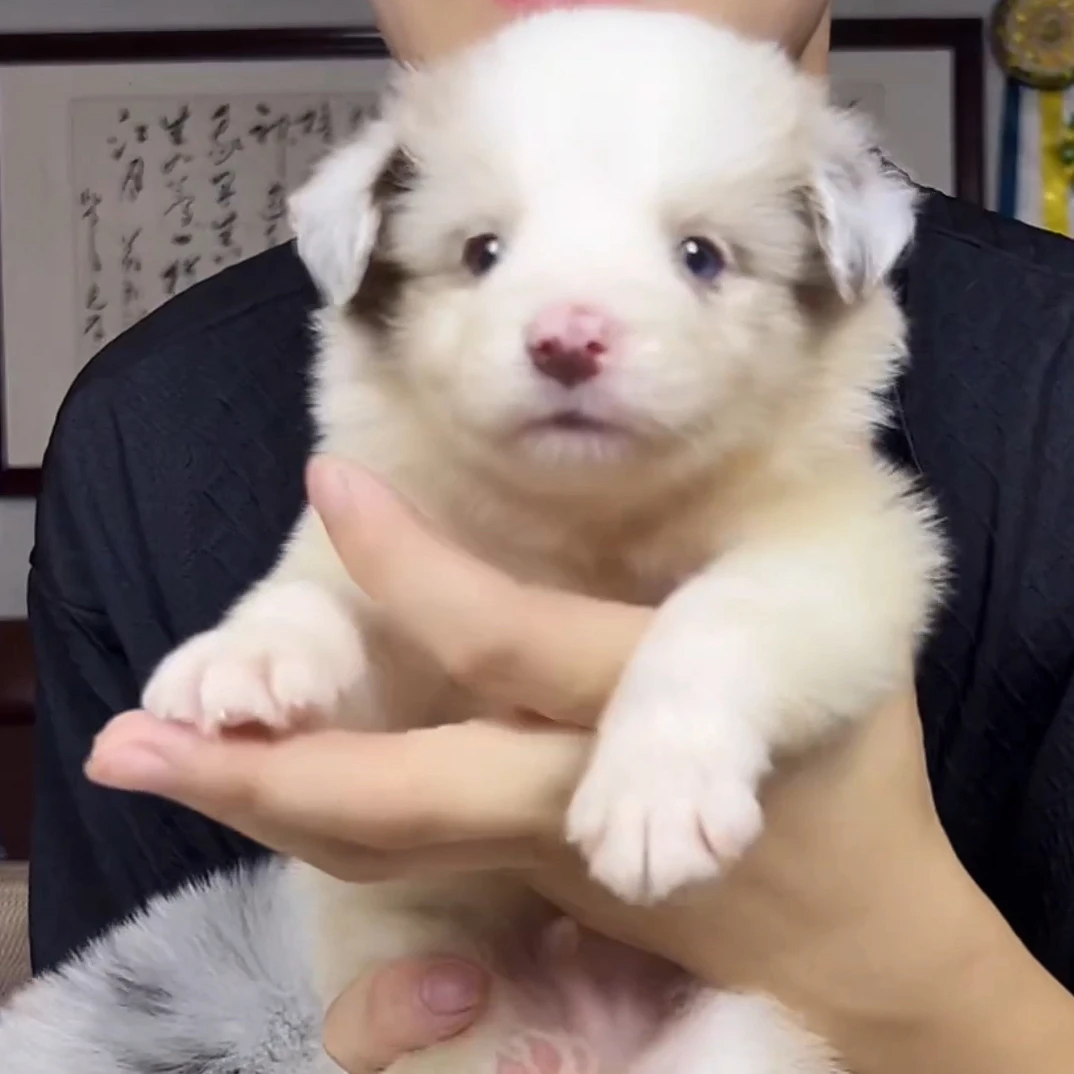 【佩尔索】40天弟弟 边境牧羊犬幼犬蓝陨石红陨石咖啡蓝白三色40天