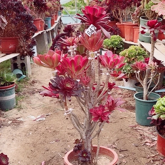 642嫁接老桩法师