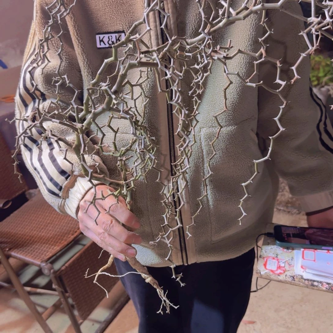 落***厅块根植物块根植物