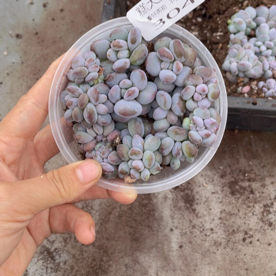 糕大上多肉植物304