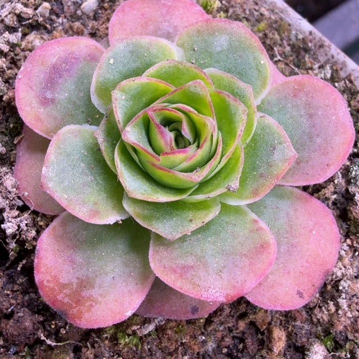 杨杨339  DG龙之宝石