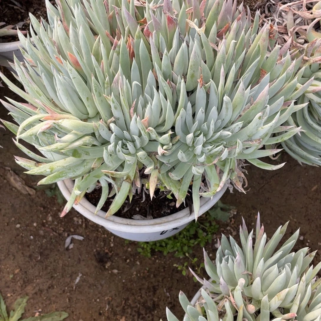 没***乐奴婢吉娜仙女杯一物一拍