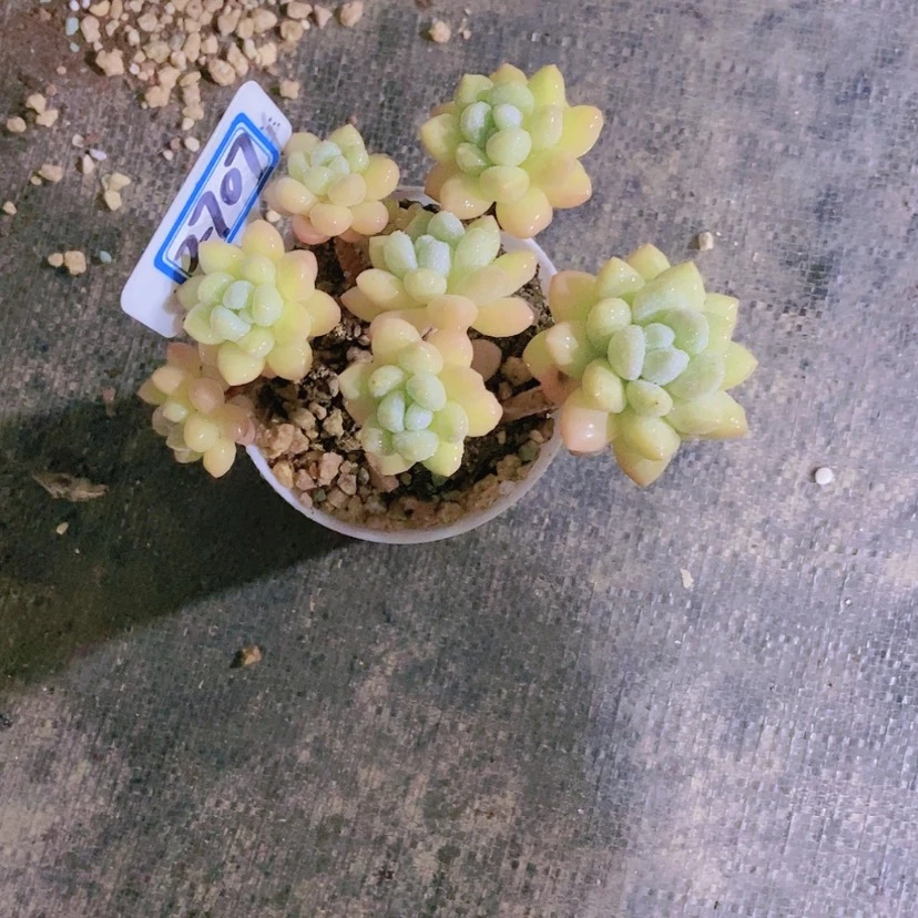 【闪购商品】青*2707寄养