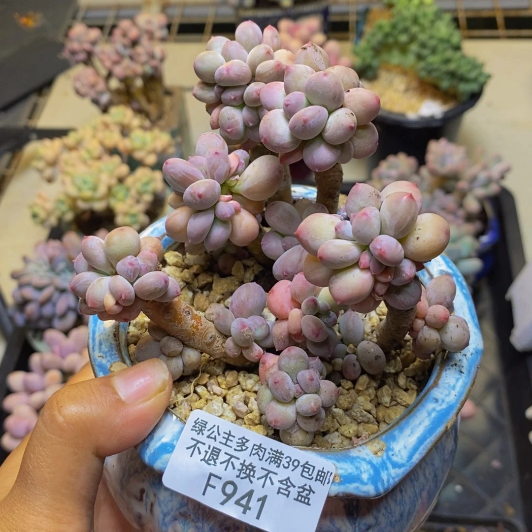941苹果奶四代多肉9cm