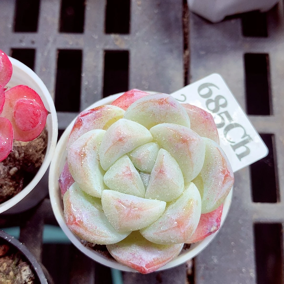 5厘米盆精控多肉685