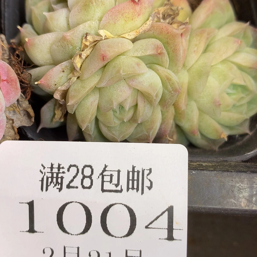 【闪购商品】云1004