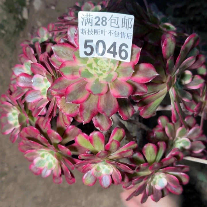 5046浪仙多肉植物