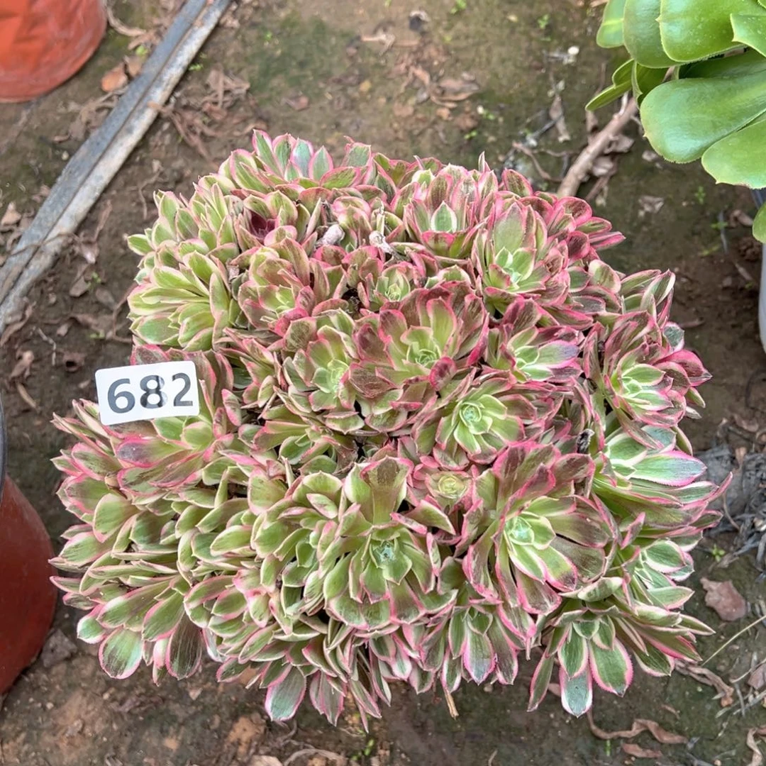 多肉植物孔雀翎朵朵682