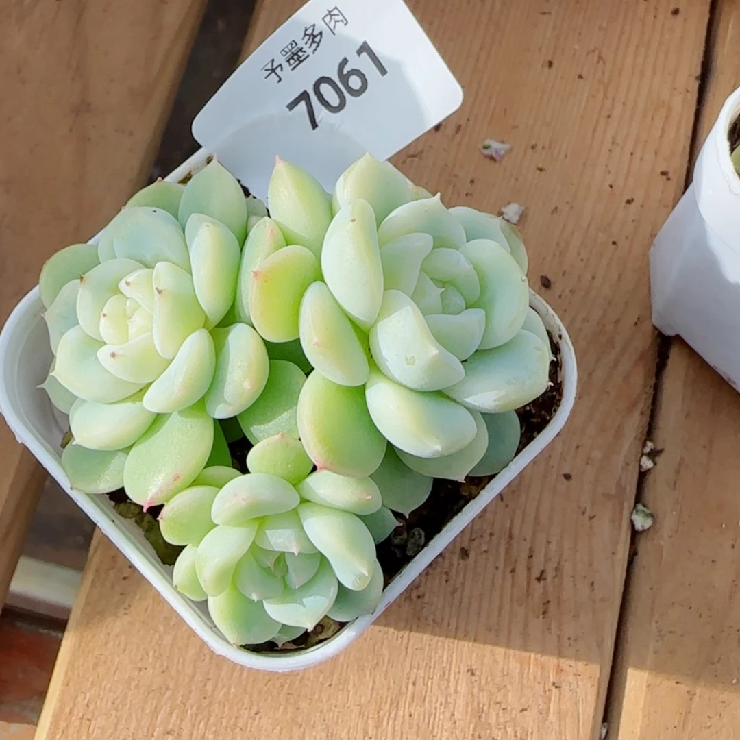 白财，7061多肉植物