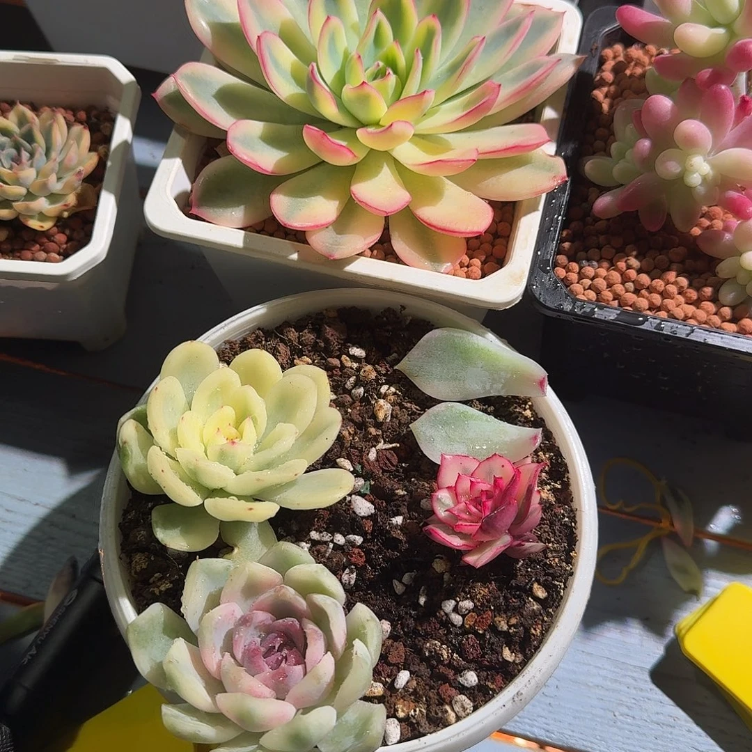 喂****东云锦，多肉植物。