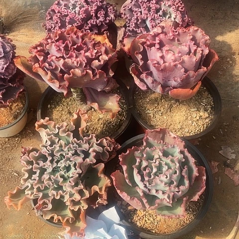 邓*阳29号包菜系列7棵