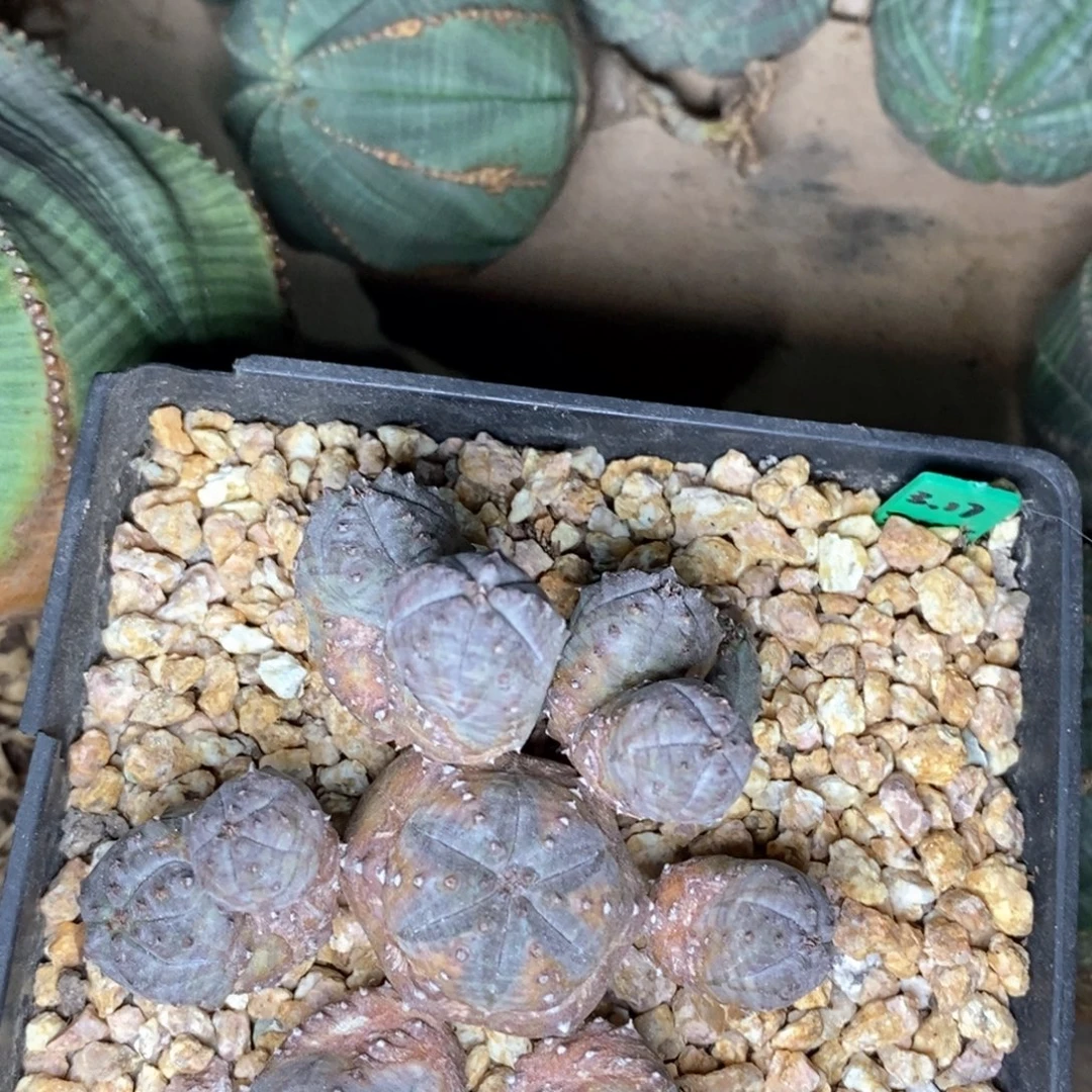 欧系布纹球群一物一拍特价