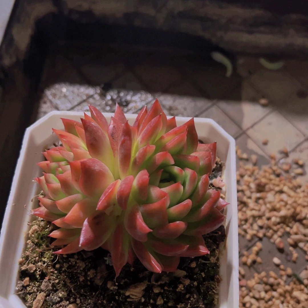 玉*多肉植物，多肉植物，