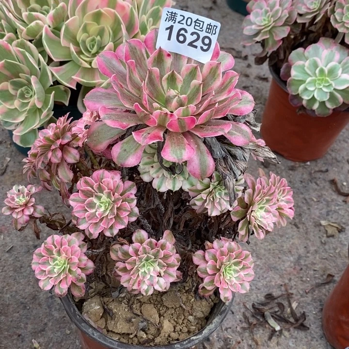 1629 一颗法师多肉