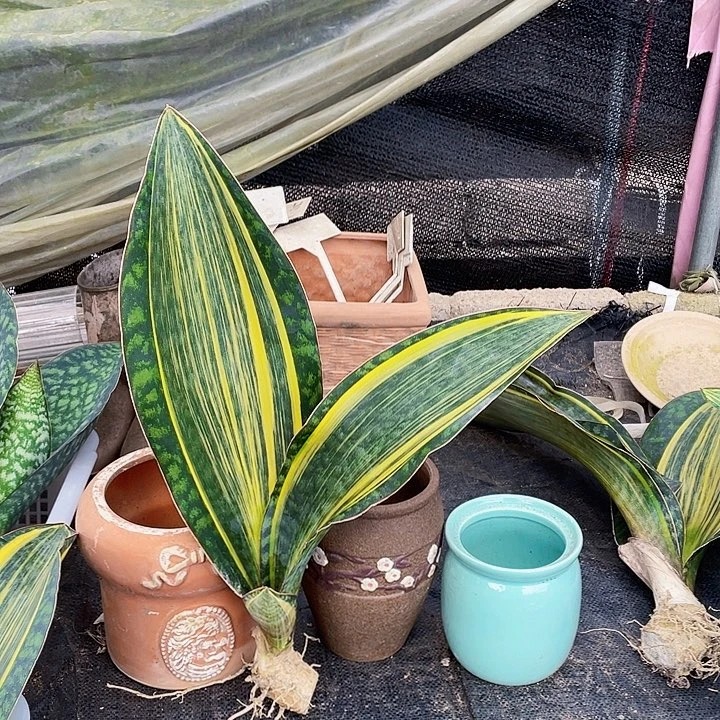 完全开放宝镜虎皮兰47cm
