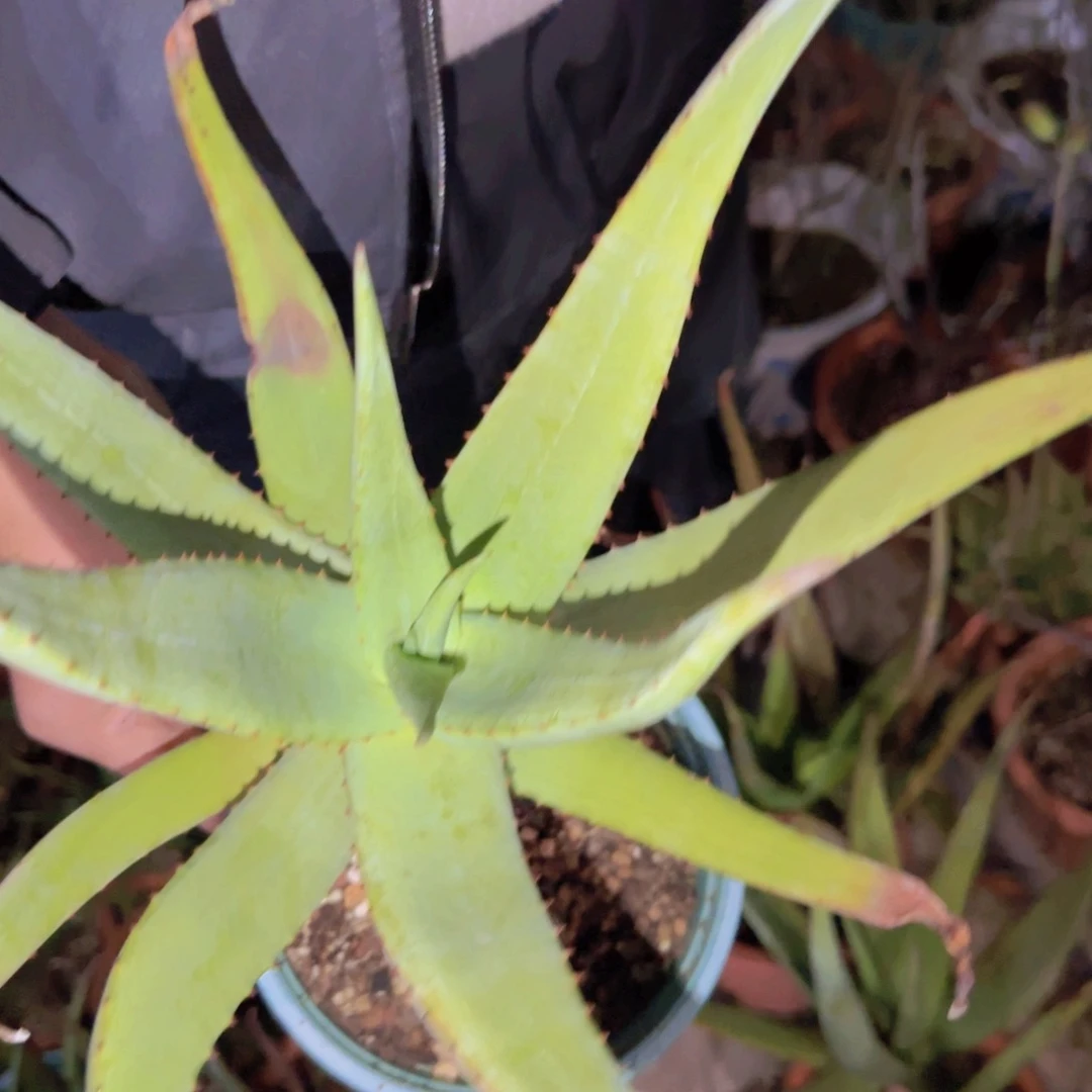 2**7块根植物块根植物