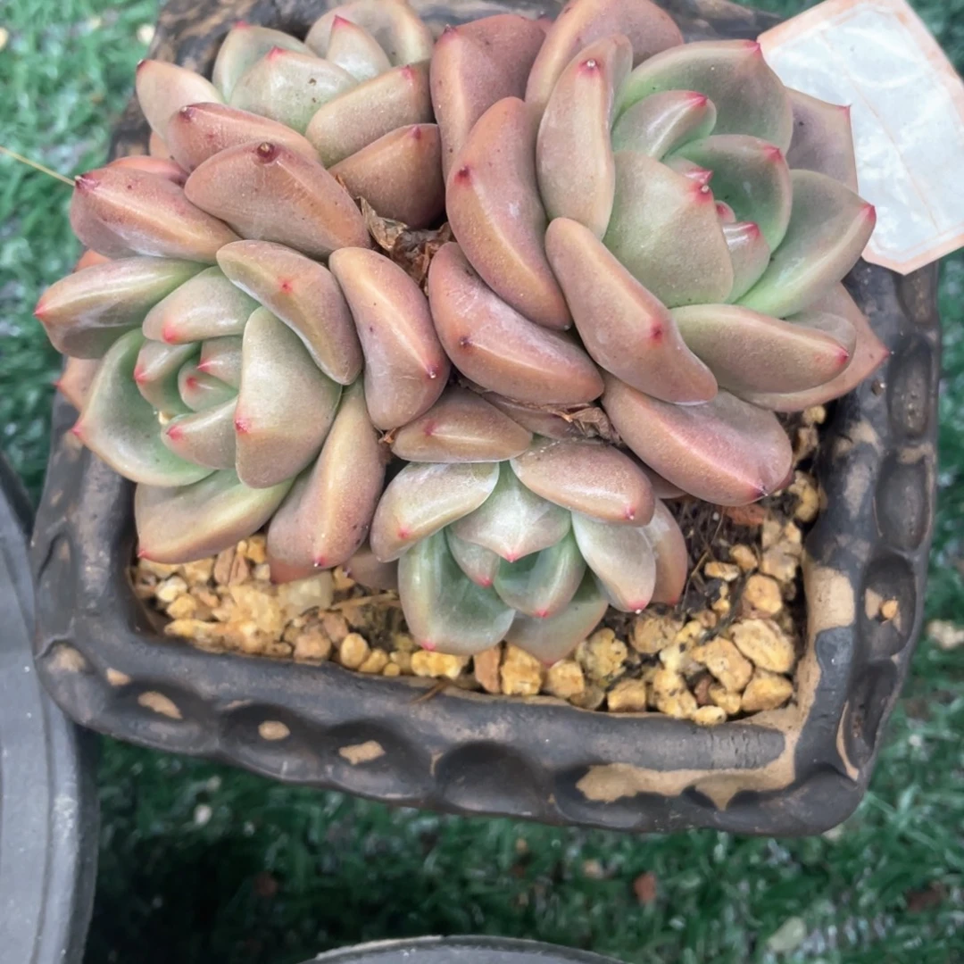 秋***姐皮蛋一物一拍28包邮非偏远