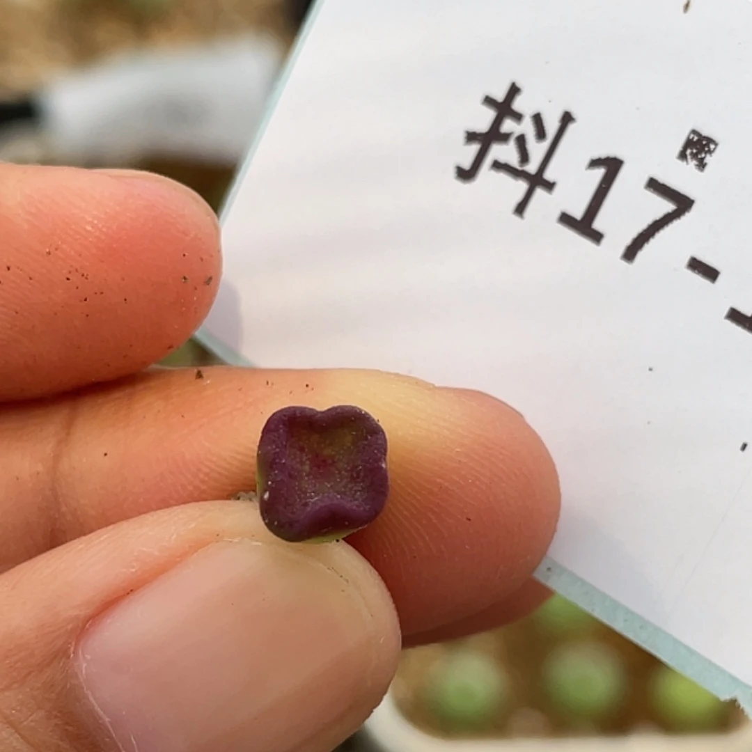17-16方碗多肉植物