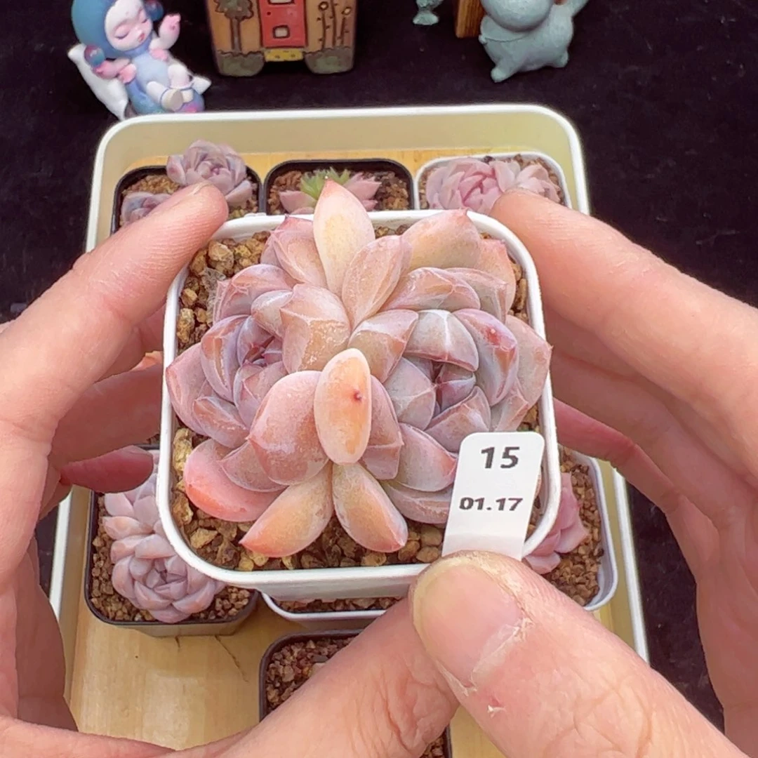 虎魄15、哈哈哈哈