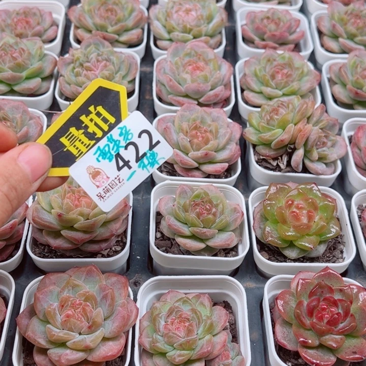 多肉植物多肉植物