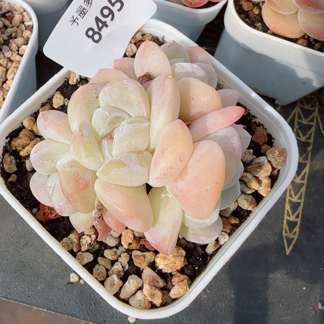冰玉无砍，8495多肉植物