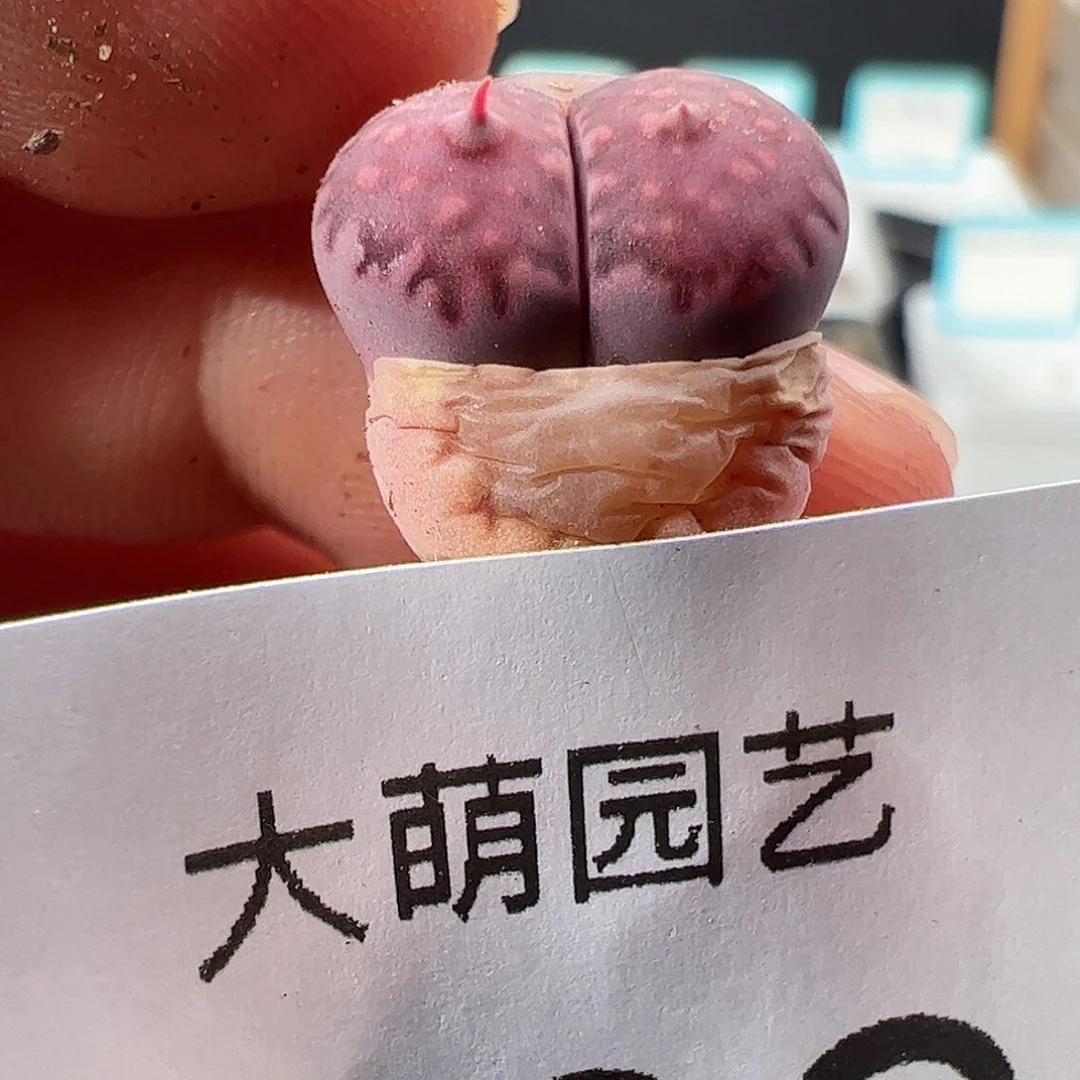 0000739 一物一拍……