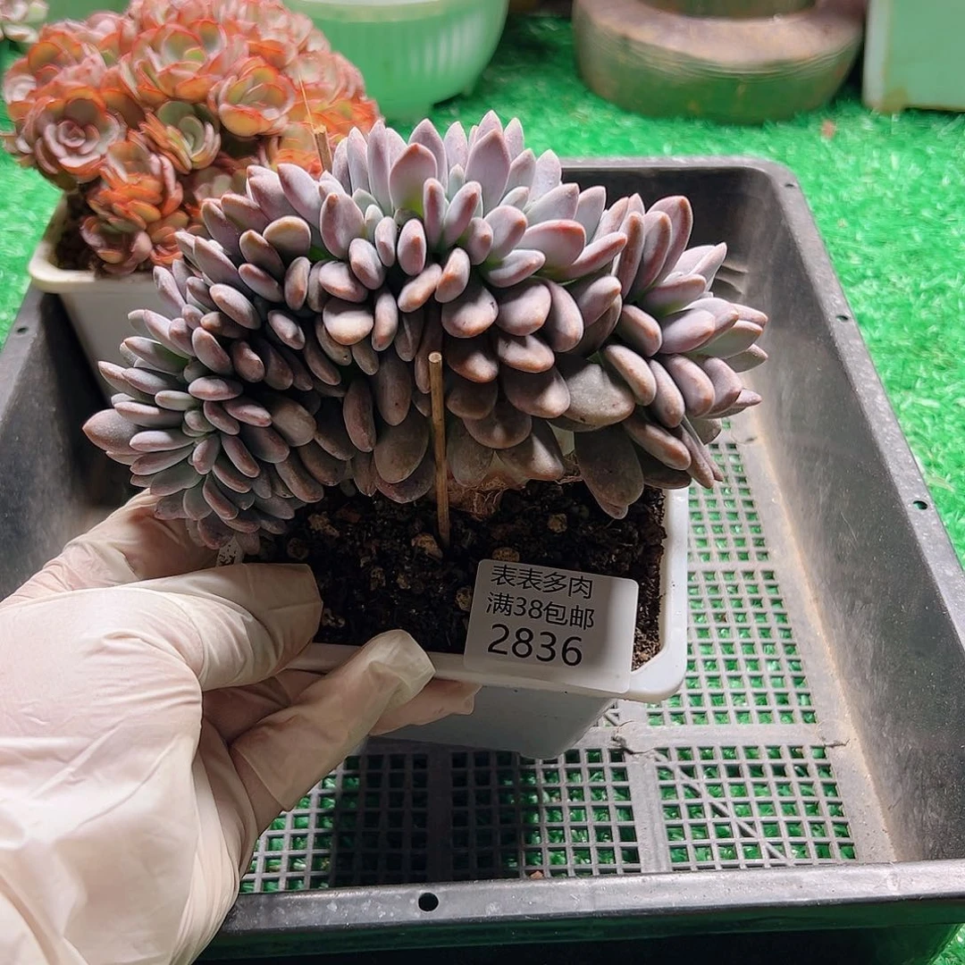 多肉一物一拍植物2836