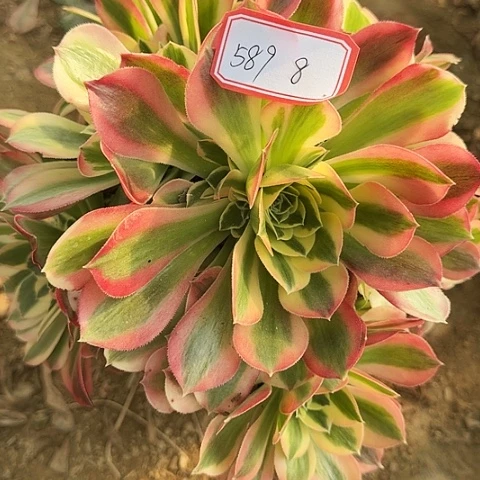 多肉植物白凤589号