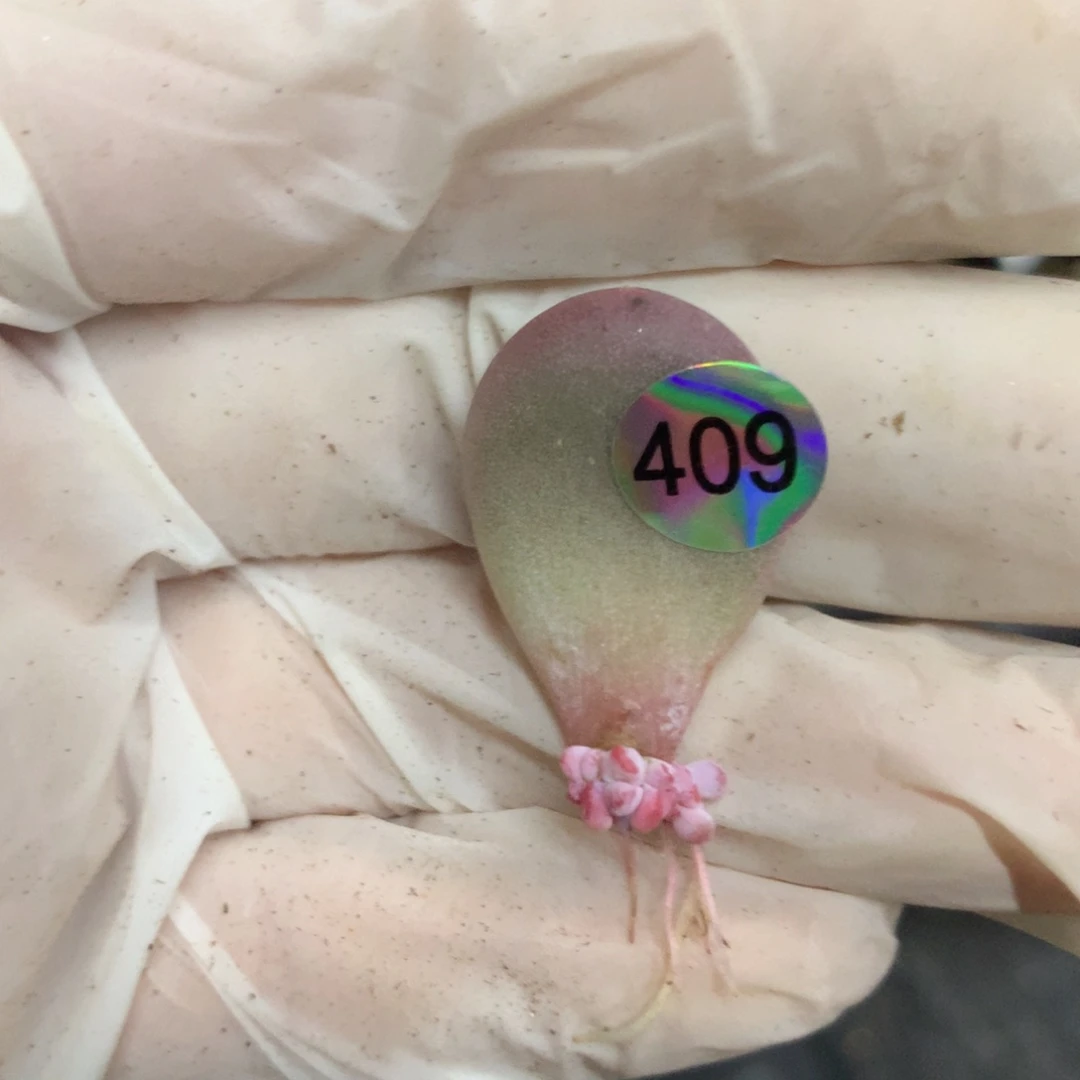 409 韩国彩虹奶酪