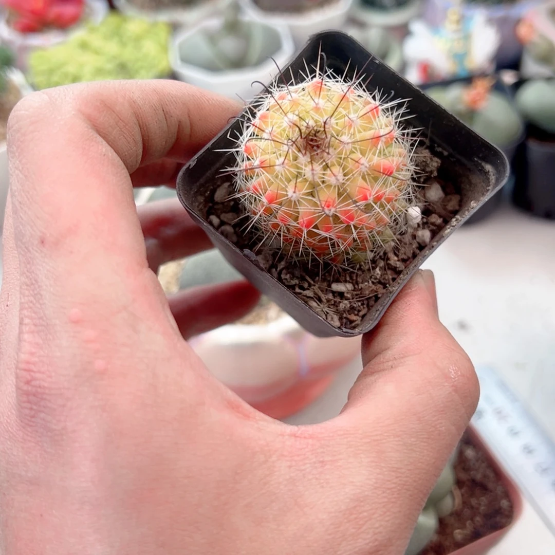 红纳丸多肉植物一颗