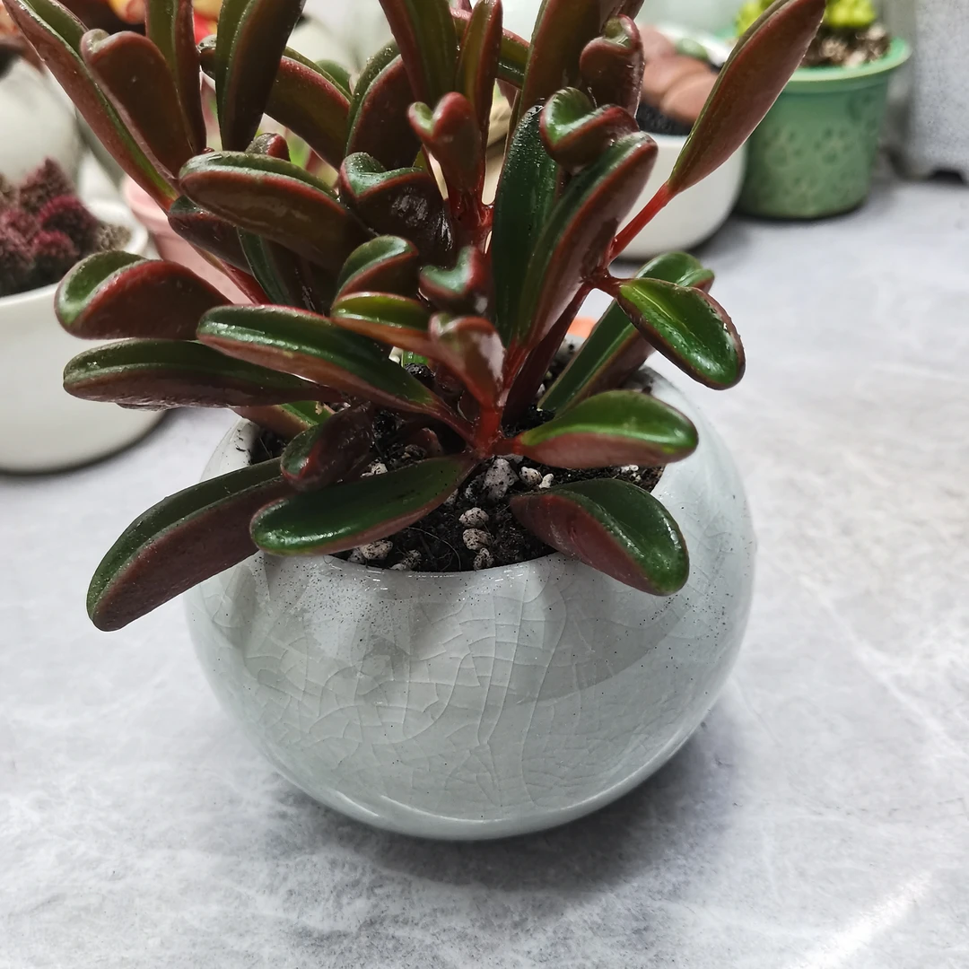 红背椒草带陶瓷盆仙多肉植物