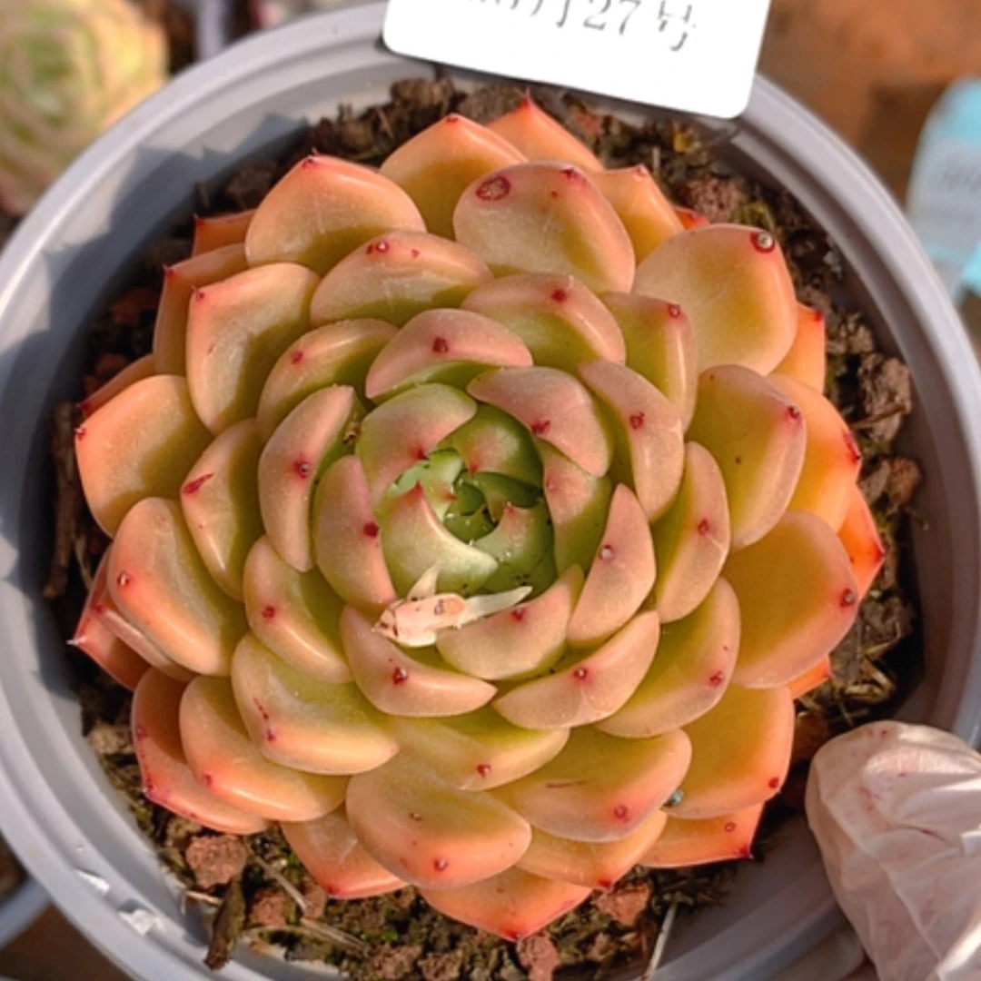 【闪购商品】云565号9公分