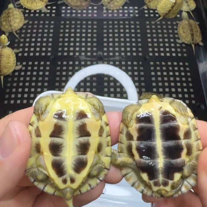 不分公母宠物龟104