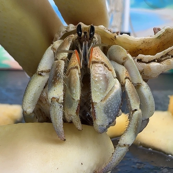 A66亚种红日1.7cm口径