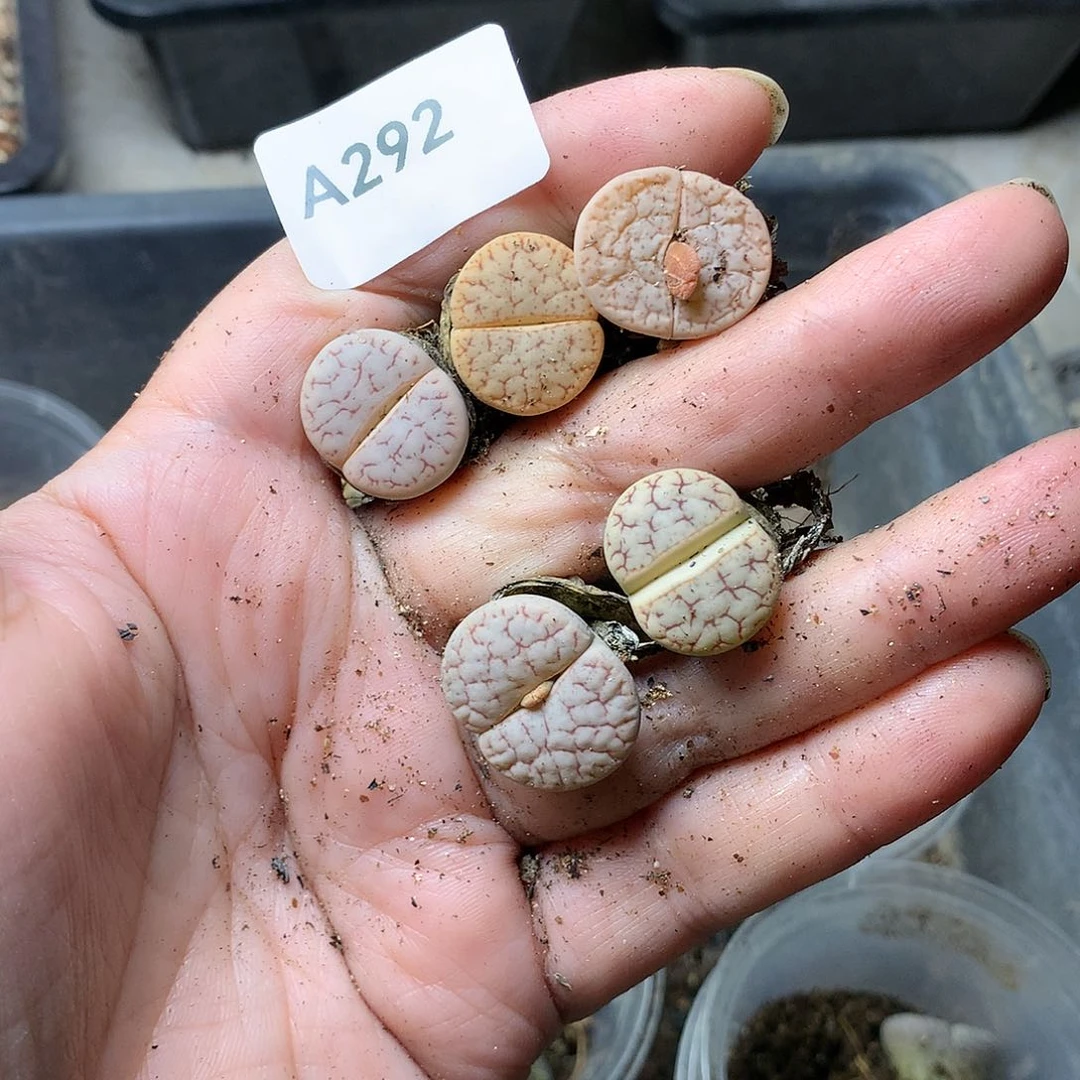 A292多肉植物保护