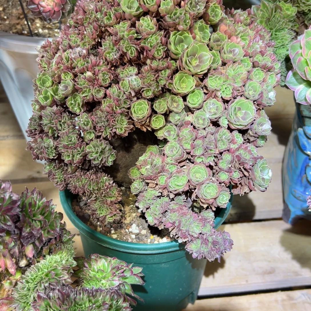 万圣节朵朵缀化老桩厚板