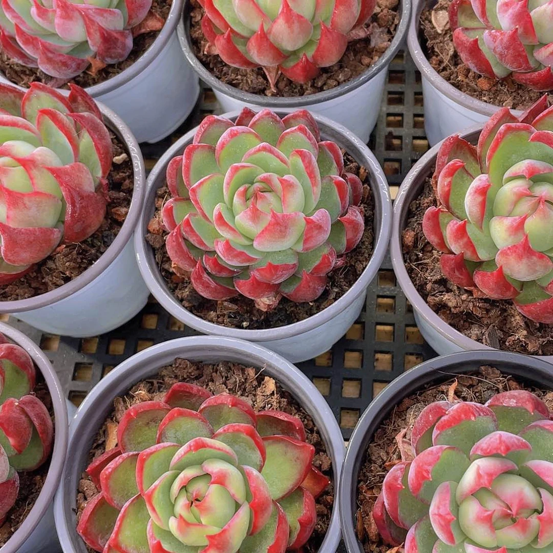 量拍107号 惊鸿仙子单头一个