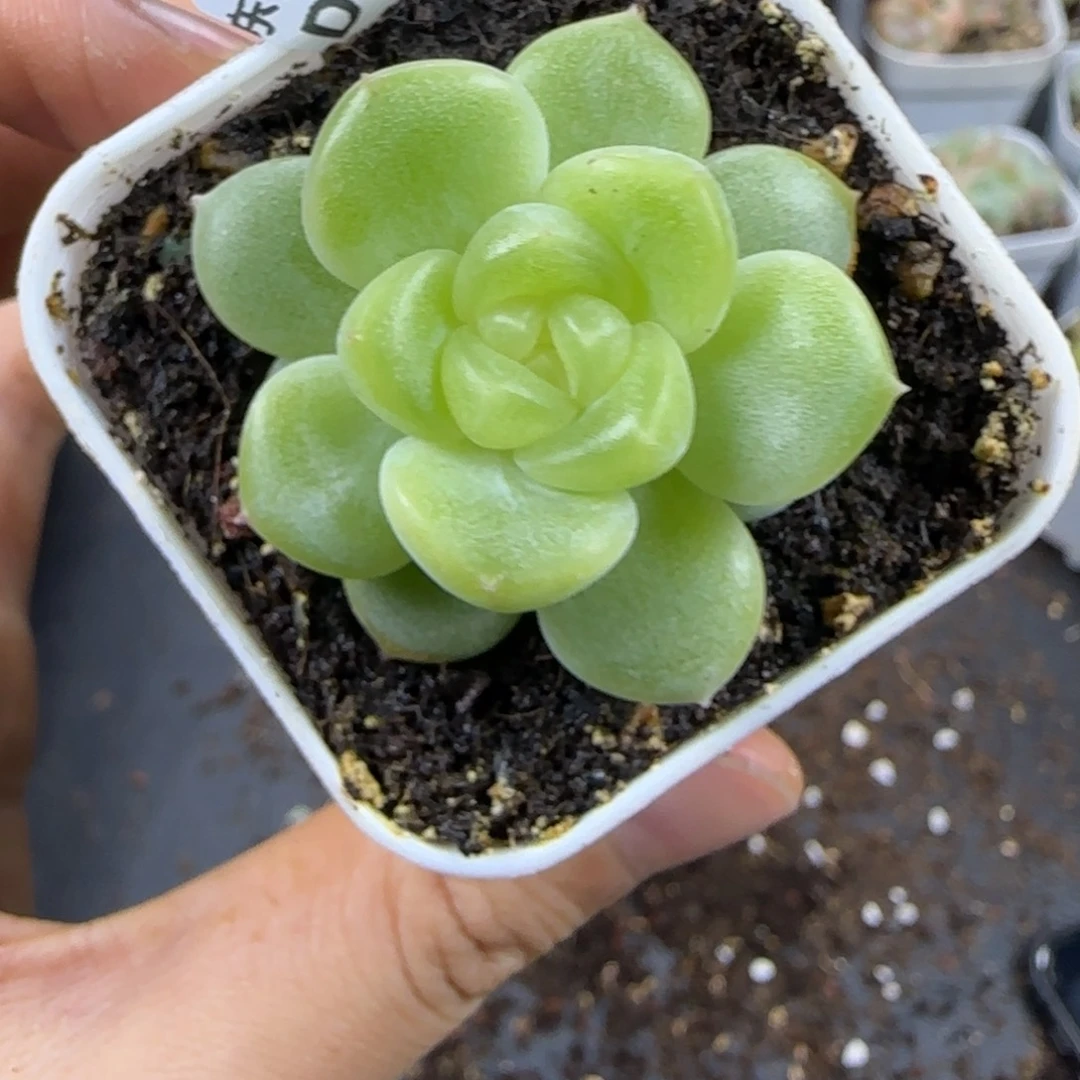 34东篱下多肉植物哈哈哈