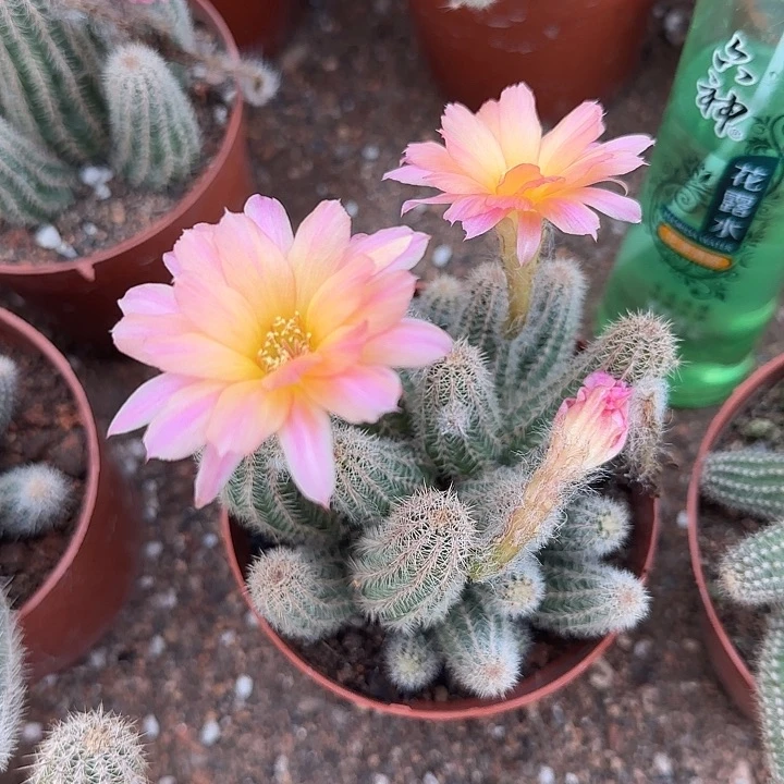 维罗纳（掉头掉崽不售后）