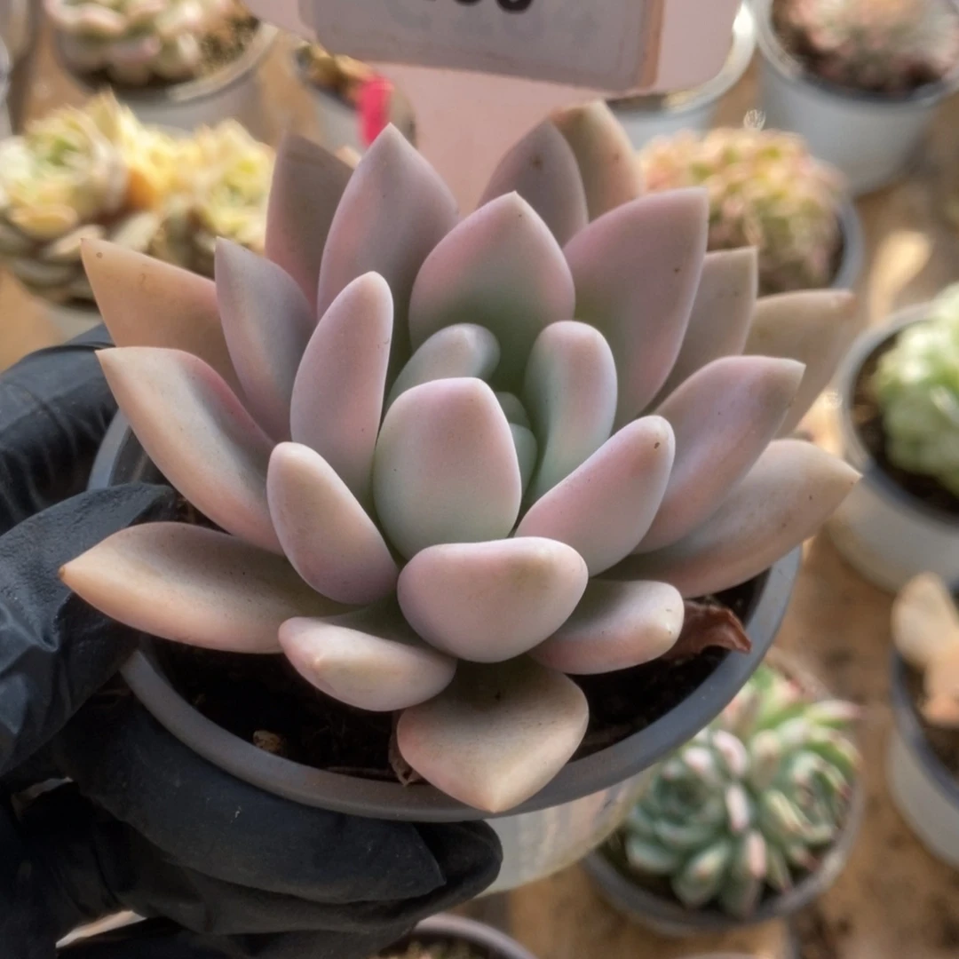 496奥普锦锦锦锦锦锦锦