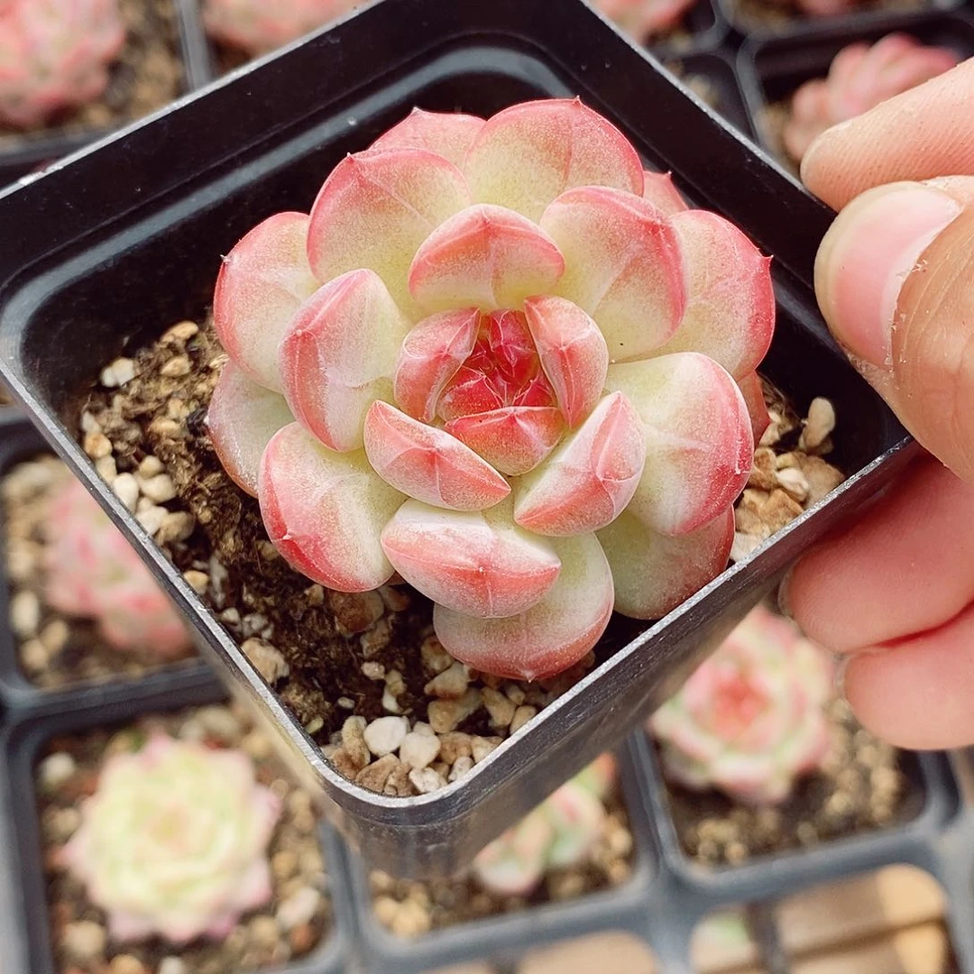 琴心5cm多肉植物