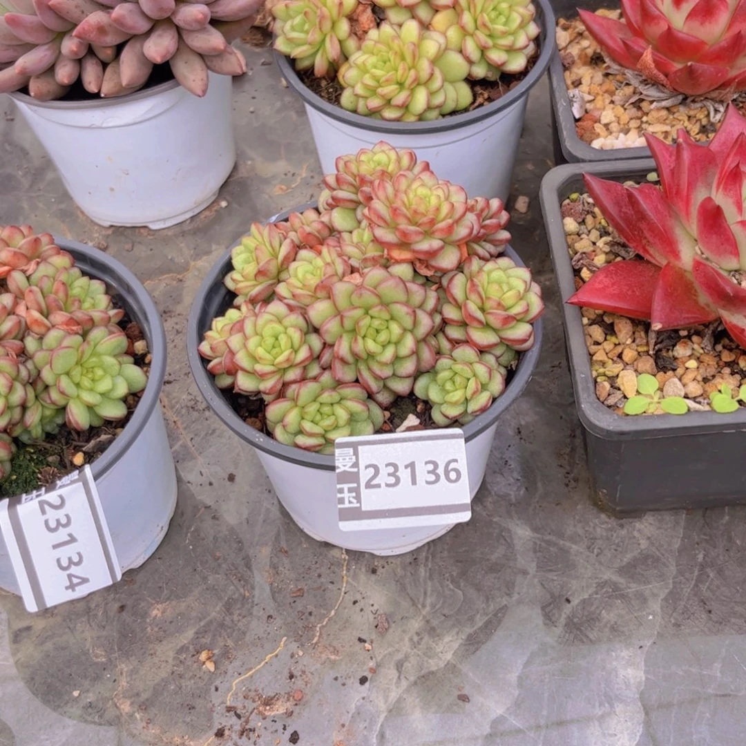文***哒亚当多肉植物23136